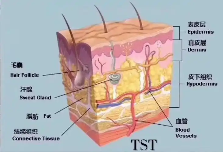 ~~☘️今晚,我们一起来认识皮肤~~☘️ - 美篇