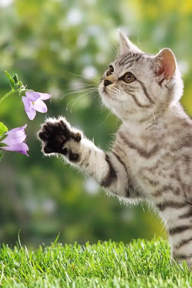 卖萌的可爱猫咪大图手机壁纸下载