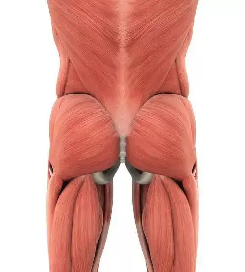 "臀部肌肉"是在人体所有肌肉中,力量最大的肌肉之一,是维持生活机能的