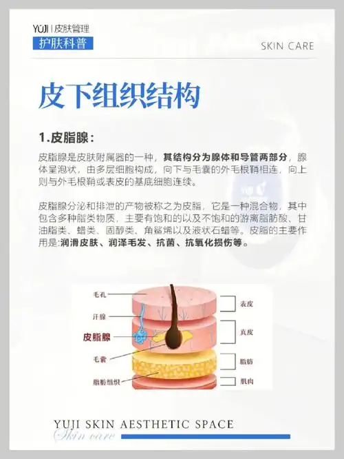 了解皮肤的原理皮下组织结构知识必学