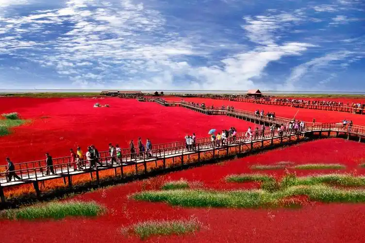 p>红海滩国家风景廊道是国家5a级景区,辽宁省优秀旅游景区.