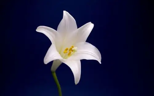 云裳仙子淡雅百合花图片,高清图片,电脑桌面-壁纸族