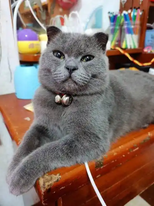 纯种英短蓝猫小哥哥借配