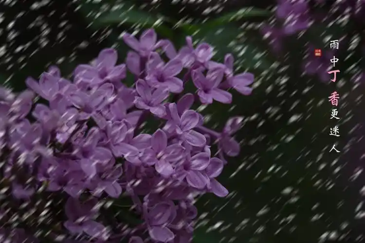 雨中赏花紫丁香