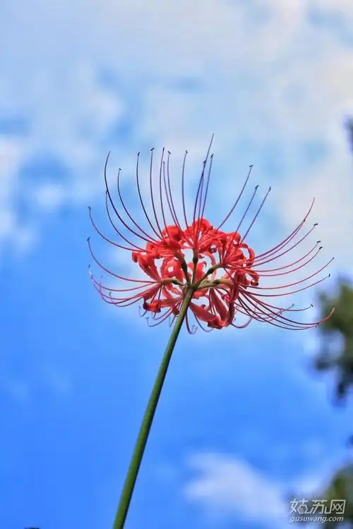 彼岸花 - 堆糖,美图壁纸兴趣社区