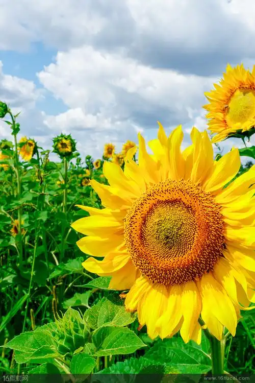 首页 高清图片 高清植物图片 关键词:蓝天白云向日葵葵园花朵绿叶植物