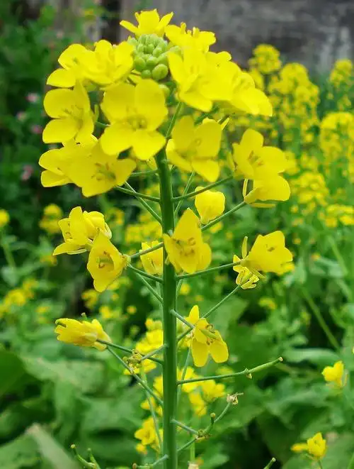 【菜花摄影图片】汝城纪实摄影_太平洋电脑网摄影部落