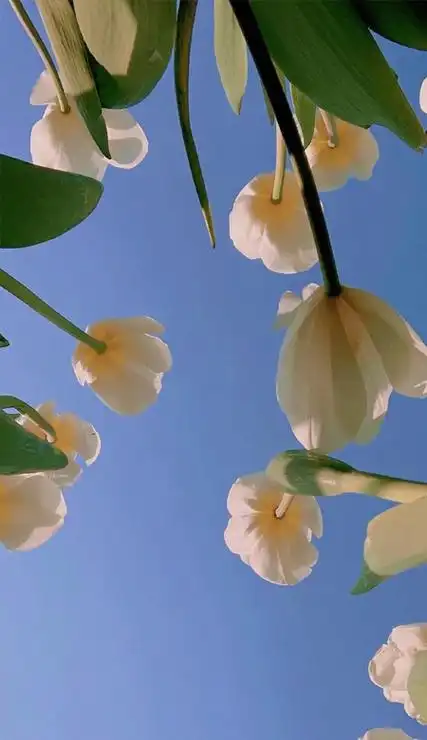 唯美又很有质感的全面屏锁屏壁纸 比较高级的质感精选壁纸-腾牛个性网