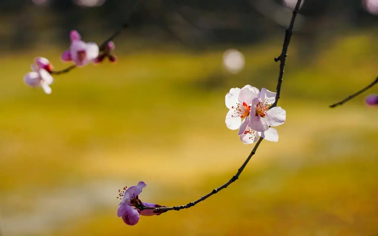 优雅的山桃花唯美高清桌面壁纸