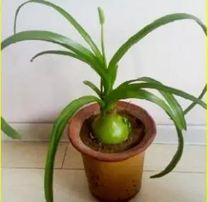 植物不知道叫什么名字!