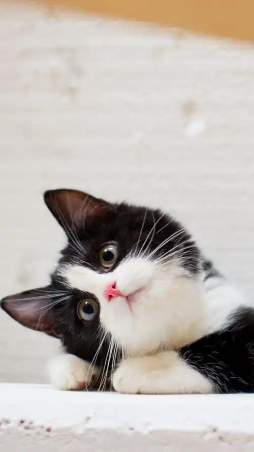 可爱的萌宠猫咪