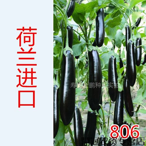 绿萼绿把茄子种籽 嫁接苗荷兰进口高产耐寒耐热806长