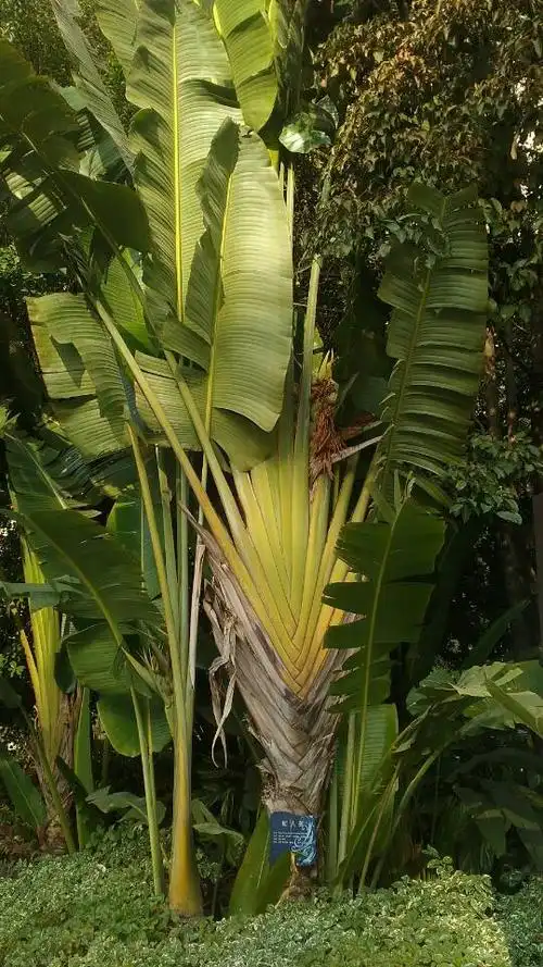 旅人蕉你见过吗?