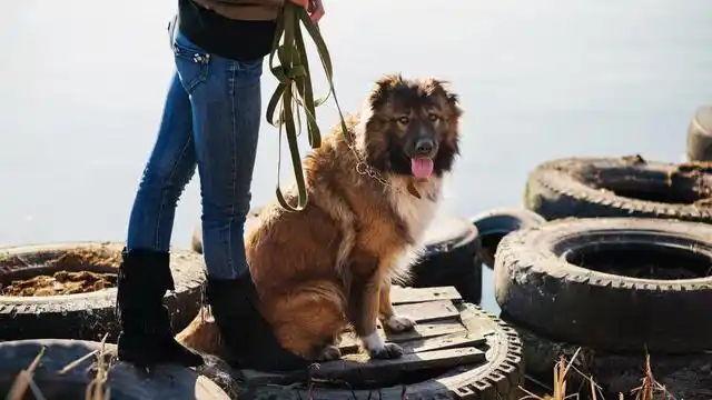 "养狗人,遛狗魂",冬天遛狗需要注意什么?