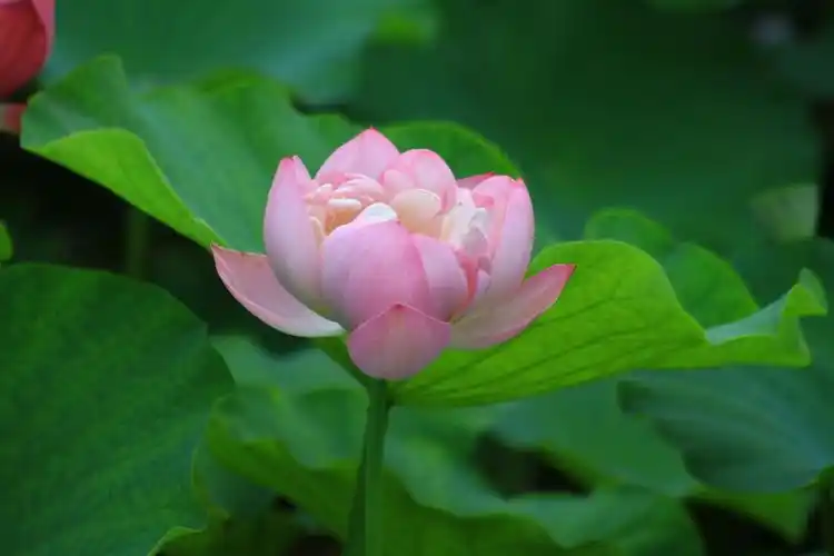 让心开一片净土, 让心若莲花般灿开.