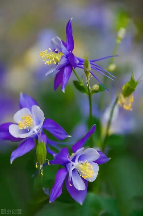 一朵花的图片唯美图片(一花一深爱) - 赤虎壹号