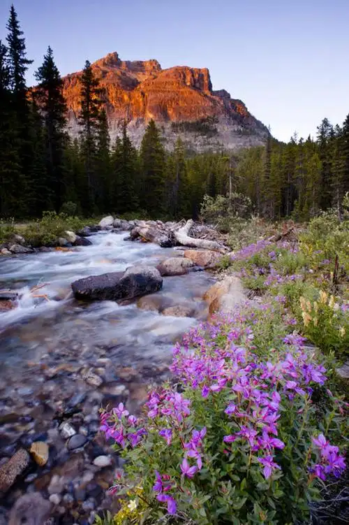 河流,美景,日落,森林,山,水,加拿大,地形,景观,流水,野花,花,树,风景