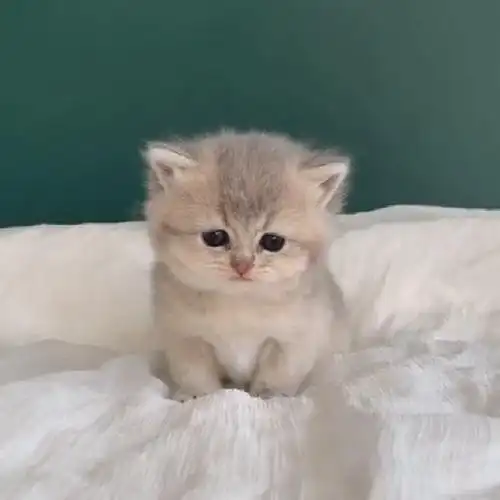 小小的一只小奶猫,瞧那委屈的小眼神,实在是太可爱了!