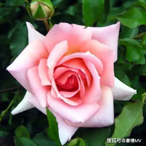 微信头像里面六十来岁用的各种招财作用的花朵图片