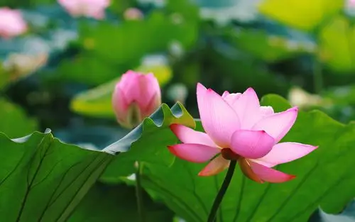 夏季美丽的荷花高清特写图片桌面壁纸 第二辑高清大图预览1920x1200