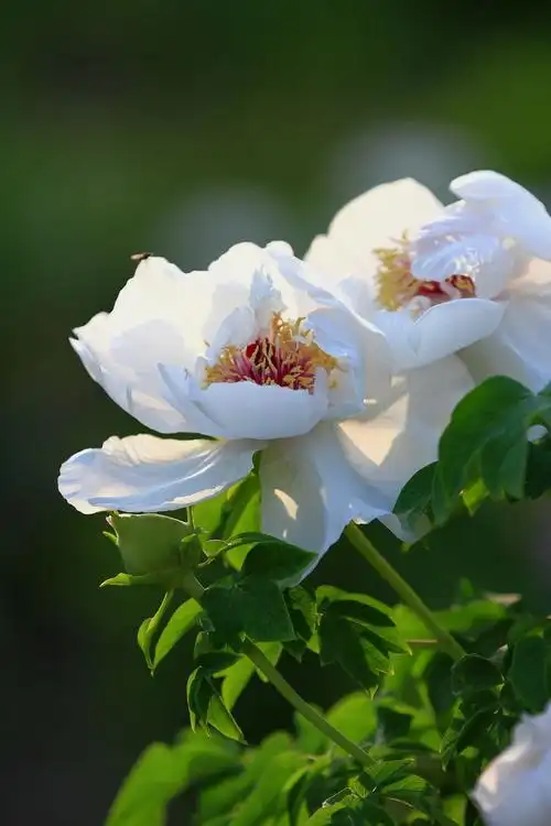 其它 白牡丹 写美篇牡丹,花开无声,花落无息,鲜艳的花瓣落入泥土,或被