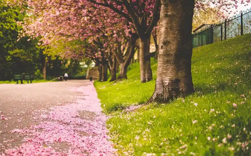 春季唯美樱花摄影高清壁纸