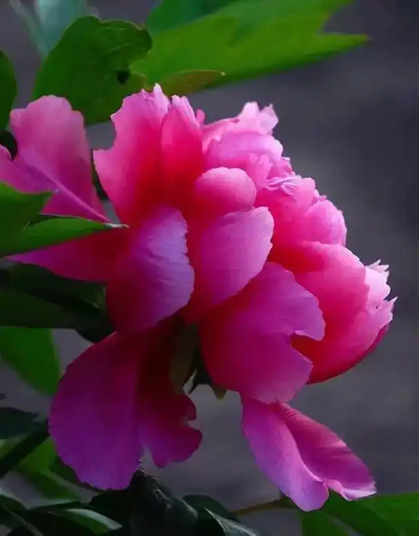 5201535553764月赏花季洛阳牡丹园