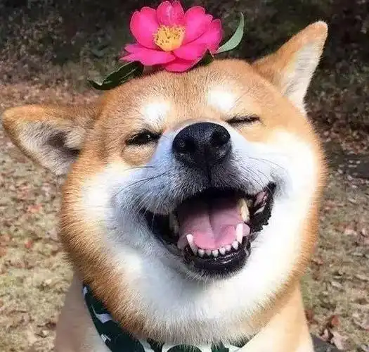 行走的表情包:治愈系柴犬被喻"微笑天使",灿笑暖人心