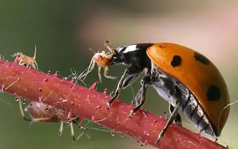 以虫治虫,这些害虫的天敌你知道吗?
