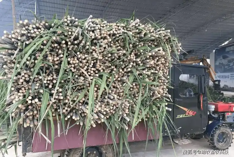 甘蔗尾叶通过新技术青贮后营养丰富牛羊爱吃还可以大量运用到养猪上