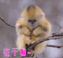 在干嘛你在干嘛gif动图_动态图_表情包下载_soogif