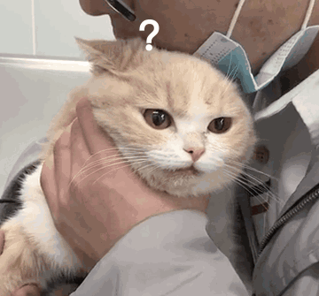 警惕猫咪常见的3个卖萌动作,是在向你求救!