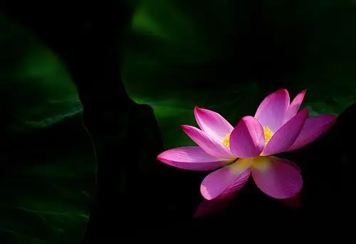 青莲荷韵壁纸图片