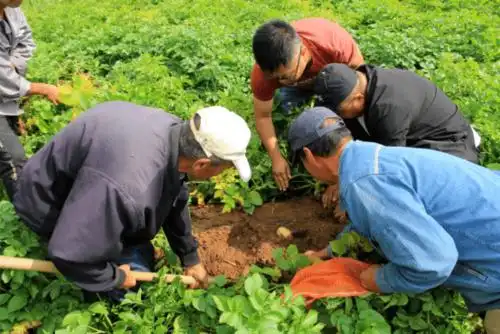 榆林马铃薯创新创业产业园互联网马铃薯科技种植现场观摩会圆满闭幕