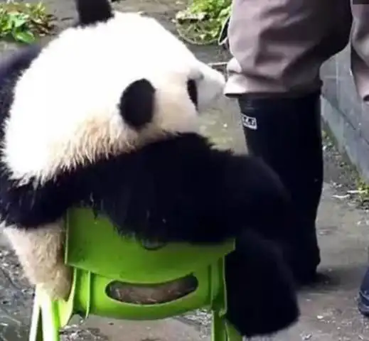 大熊猫赖着凳子不走了,耍横的样子看着好笑,网友:这坐姿国宝级的