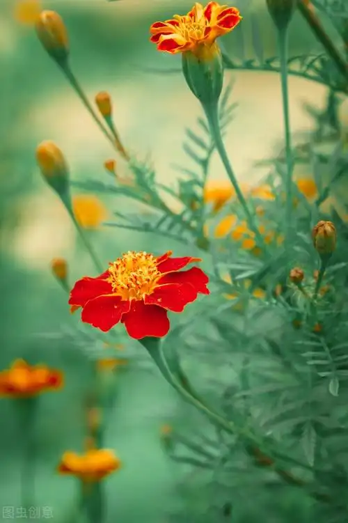 惊艳漂亮花朵大图壁纸素材,自然花海风光