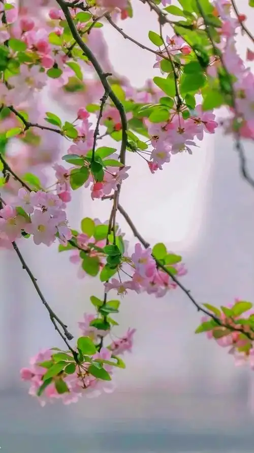 看美图治愈心情