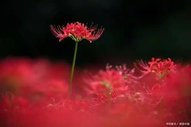 彼岸花开奈何长叹,你的世界不再有我,忘川忘情三生缘灭