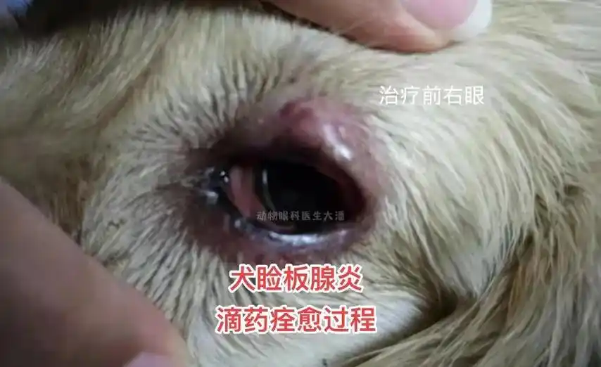 狗狗眼皮红肿脱毛久治不愈原来是睑板腺炎