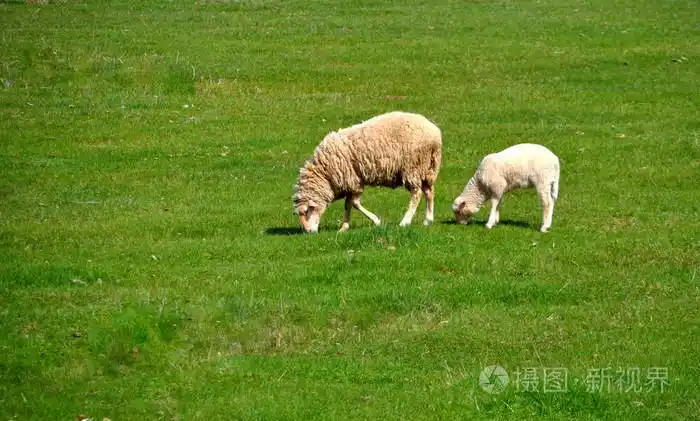 两只羊在草地上吃草