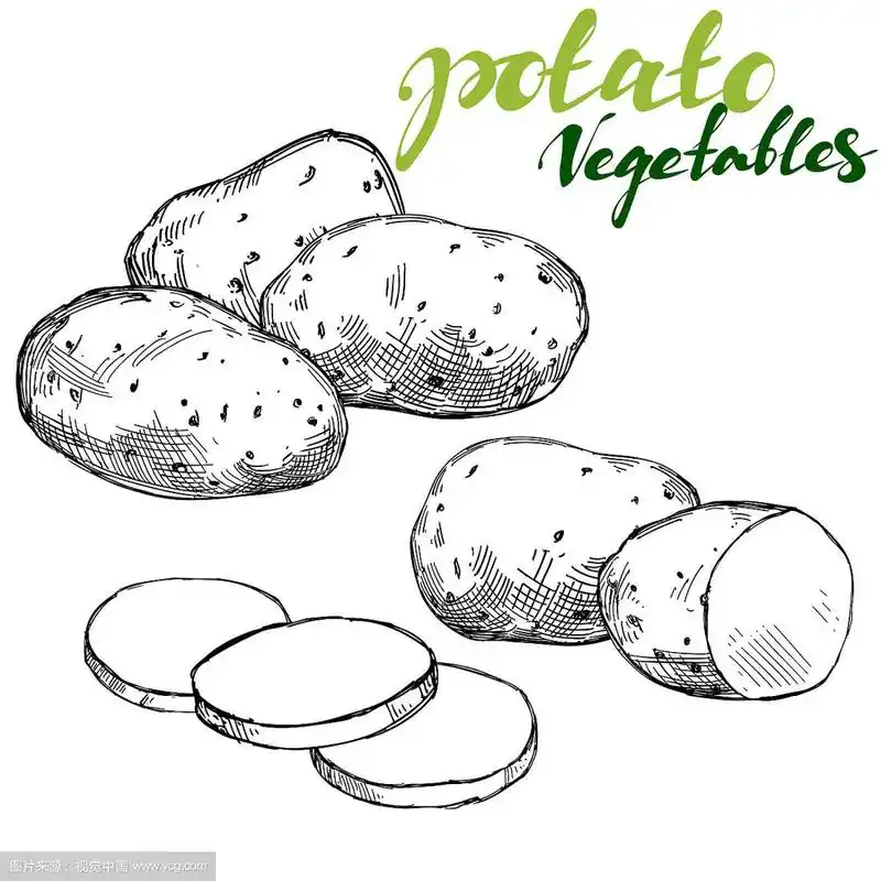 农用土豆蔬菜集手绘
