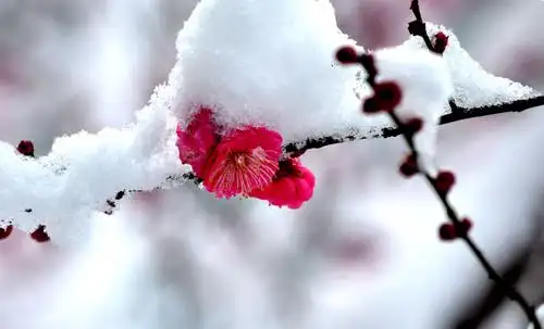 雪映红梅
