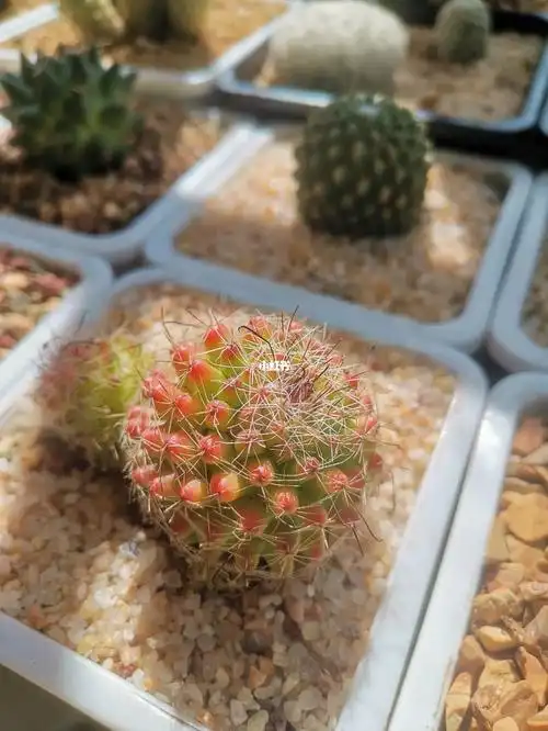 红娜丸怎么上色