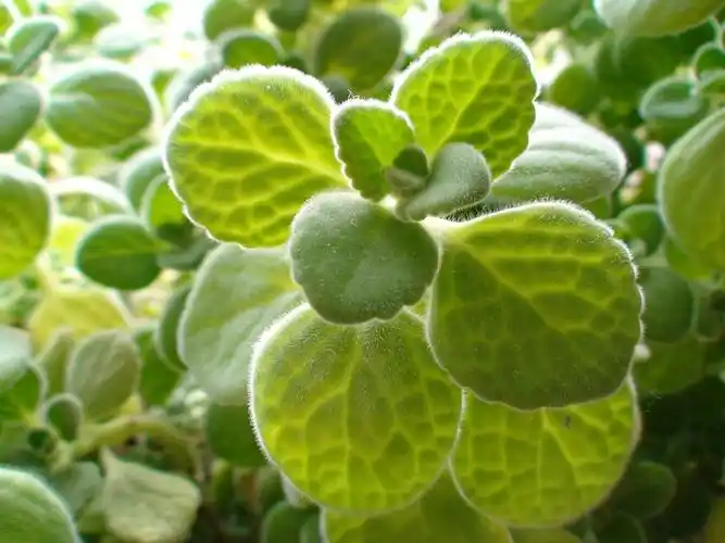 p>碰碰香也称绒毛香茶菜,是一种会散发淡淡清香的 a href="#" data