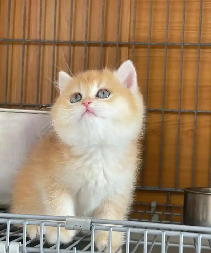 卖猫.家养12色金渐层幼猫便宜出,两个月多,已经会自己吃粮了 - 抖音