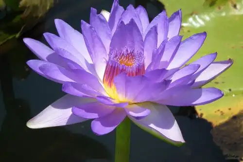 台湾九品香水莲花13606986192的美篇