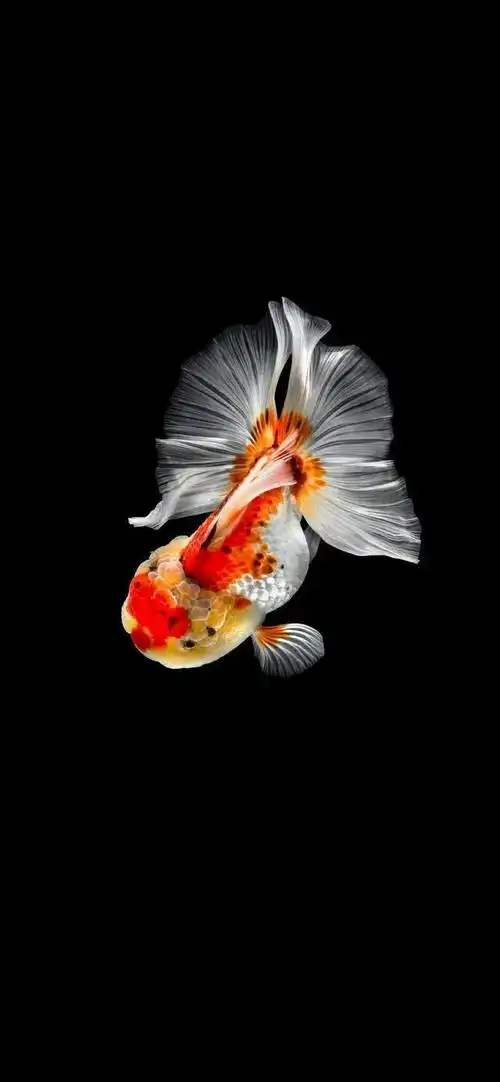 手机壁纸自由自在的金鱼