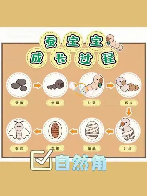 自然角蚕宝宝的生长过程