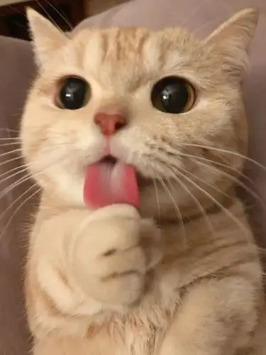 全网最萌小猫咪我不允许你还不知道!