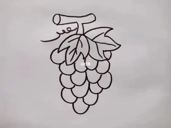 葡萄简笔画